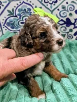 Lainey- mini, a female Miniature Bernedoodle for sale in Ladysmith, WI – 2 of 8
