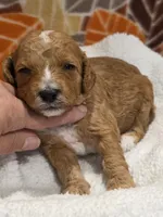 Tucker-mini, a male Goldendoodle for sale in Ladysmith, WI – 5 of 9