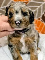 Hank-mini, a male Miniature Bernedoodle for sale in Ladysmith, WI – 5 of 10