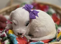 Patches-mini, a female Poodle - Miniature  and Sheepadoodle for sale in Ladysmith, WI – 4 of 10
