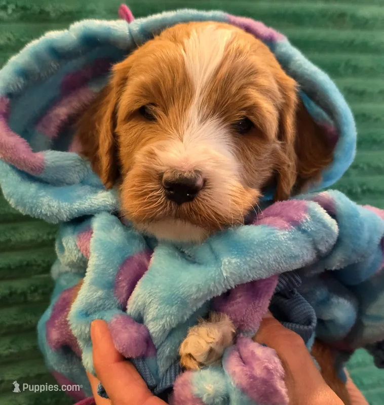 Cosmo-mini – Miniature Goldendoodle puppy for sale in Ladysmith, WI