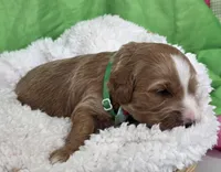 Cosmo-mini, a  Miniature Goldendoodle for sale in Ladysmith, WI – Photo 2 of 4