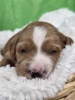 Cosmo-mini, a  Miniature Goldendoodle for sale in Ladysmith, WI – Photo 4 of 4