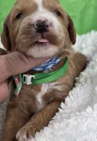 Cosmo-mini, a  Miniature Goldendoodle for sale in Ladysmith, WI – Photo 1 of 4