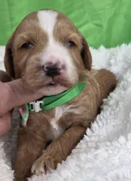 Cosmo-mini, a  Miniature Goldendoodle for sale in Ladysmith, WI – Photo 3 of 4