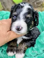 Alex- mini, a male Miniature Bernedoodle for sale in Ladysmith, WI – 8 of 8