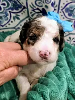 Bailey-mini, a female Miniature Bernedoodle for sale in Ladysmith, WI – 6 of 8