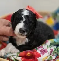 Majic-mini, a female Poodle - Miniature  and Sheepadoodle for sale in Ladysmith, WI – 5 of 7