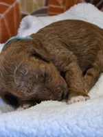 Javon- mini, a male Goldendoodle for sale in Ladysmith, WI – 4 of 7