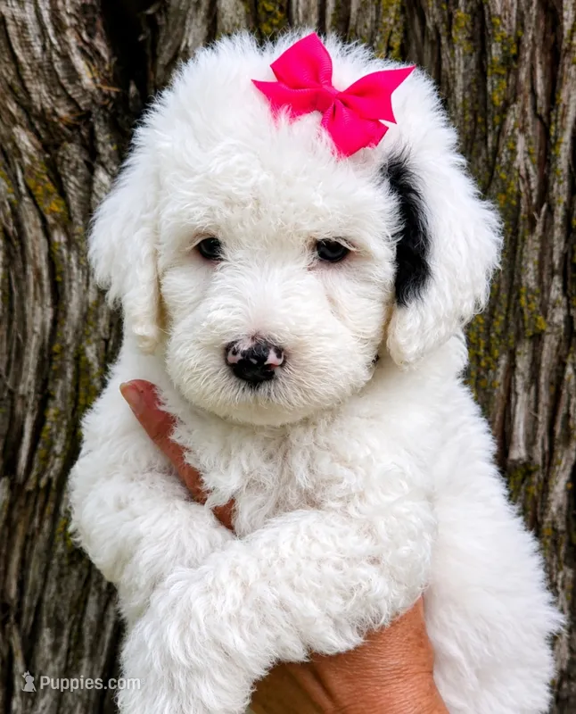 Sugar-mini – Poodle - Miniature , Sheepadoodle puppy for sale in Ladysmith, WI