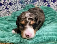 Starr- mini, a male Miniature Bernedoodle for sale in Ladysmith, WI – 6 of 8