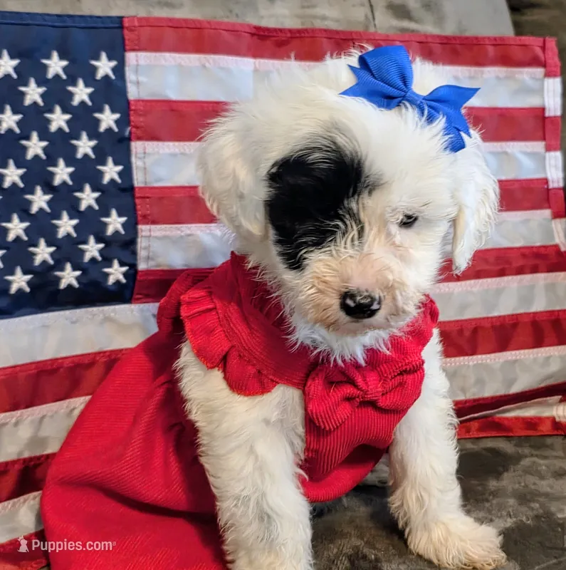 Marina- Mini – Portuguese Water Dog puppy for sale in Ladysmith, WI