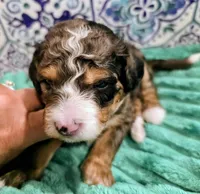 Starr- mini, a male Miniature Bernedoodle for sale in Ladysmith, WI – 5 of 8
