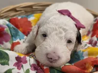 Sugar-mini, a female Poodle - Miniature  and Sheepadoodle for sale in Ladysmith, WI – 7 of 8