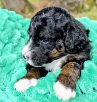 Babe- mini, a male Miniature Bernedoodle for sale in Ladysmith, WI – 3 of 7