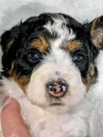 Blake-mini, a male Miniature Bernedoodle for sale in Ladysmith, WI – 5 of 10