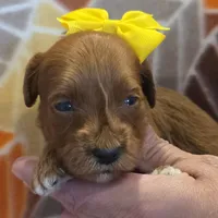 Bree-mini, a female Goldendoodle for sale in Ladysmith, WI – 6 of 10