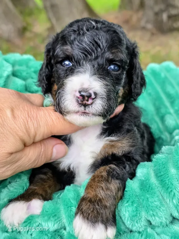 Babe- mini – Miniature Bernedoodle puppy for sale in Ladysmith, WI