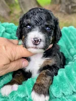 Babe- mini, a male Miniature Bernedoodle for sale in Ladysmith, WI – 1 of 7