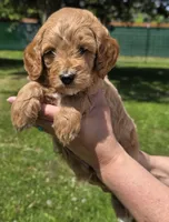 Sarge, a male Miniature Goldendoodle for sale in Ladysmith, WI – 5 of 10