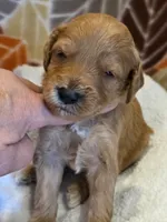 Hondo-mini, a male Goldendoodle for sale in Ladysmith, WI – 4 of 9