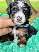 Cobb-mini, a male Miniature Bernedoodle for sale in Ladysmith, WI – 5 of 7