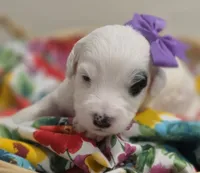 Patches-mini, a female Poodle - Miniature  and Sheepadoodle for sale in Ladysmith, WI – 10 of 10