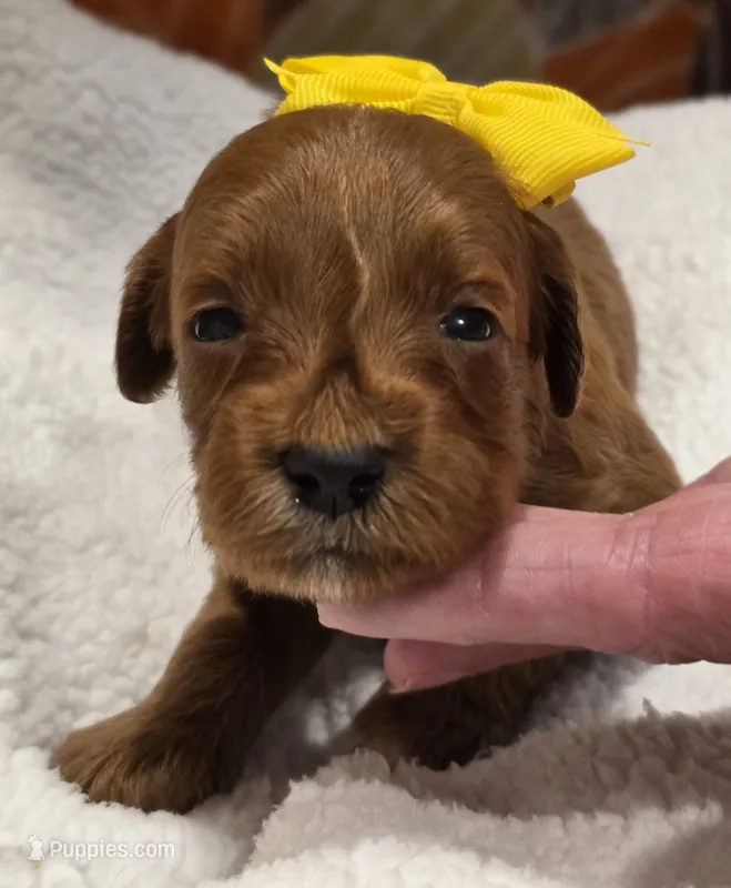 Bree-mini – Goldendoodle puppy for sale in Ladysmith, WI