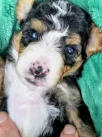 Willie-mini, a male Miniature Bernedoodle for sale in Ladysmith, WI – 8 of 8