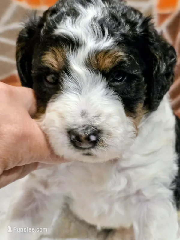 Blake-mini – Miniature Bernedoodle puppy for sale in Ladysmith, WI
