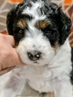 Blake-mini, a male Miniature Bernedoodle for sale in Ladysmith, WI – 1 of 10