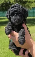 Major , a male Miniature Goldendoodle for sale in Ladysmith, WI – 6 of 10