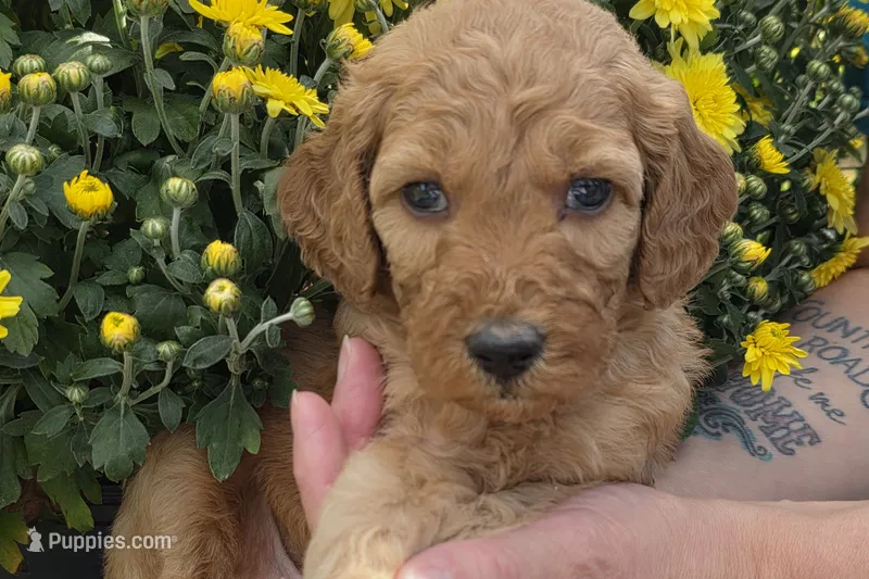 Zaire-mini – Goldendoodle puppy for sale in Ladysmith, WI