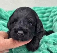 Marshawn-mini, a male Portuguese Water Dog and Poodle - Miniature  for sale in Ladysmith, WI – 4 of 8