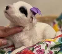 Patches-mini, a female Poodle - Miniature  and Sheepadoodle for sale in Ladysmith, WI – 5 of 10