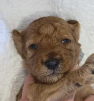 Zaire-mini, a male Goldendoodle for sale in Ladysmith, WI – 4 of 7