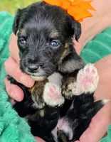 Ari- mini, a male Miniature Bernedoodle for sale in Ladysmith, WI – 4 of 8