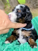 Cobb-mini, a male Miniature Bernedoodle for sale in Ladysmith, WI – 3 of 7