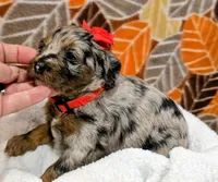 Reba- mini, a female Miniature Bernedoodle for sale in Ladysmith, WI – 7 of 10