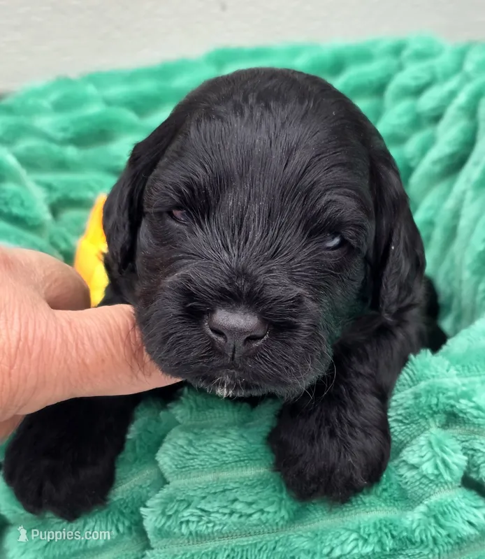 Marshawn-mini – Portuguese Water Dog, Poodle - Miniature  puppy for sale in Ladysmith, WI