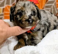 Reba- mini, a female Miniature Bernedoodle for sale in Ladysmith, WI – 5 of 10