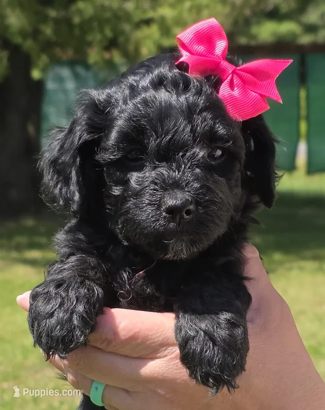 Onyx – Miniature Goldendoodle puppy for sale in Ladysmith, WI
