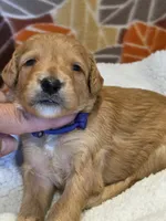 Xavier-mini, a male Goldendoodle for sale in Ladysmith, WI – 7 of 8