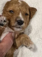 Tucker-mini, a male Goldendoodle for sale in Ladysmith, WI – 9 of 9