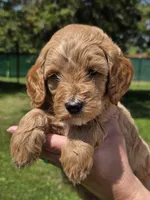 Sarge, a male Miniature Goldendoodle for sale in Ladysmith, WI – 8 of 10