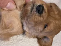 Hondo-mini, a male Goldendoodle for sale in Ladysmith, WI – 8 of 9