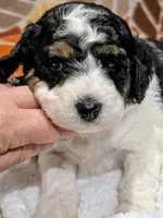 Toby-mini, a male Miniature Bernedoodle for sale in Ladysmith, WI – 8 of 8
