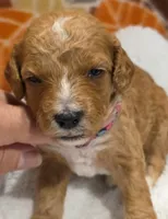 Tucker-mini, a male Goldendoodle for sale in Ladysmith, WI – 2 of 9
