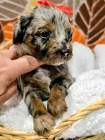 Reba- mini, a female Miniature Bernedoodle for sale in Ladysmith, WI – 9 of 10