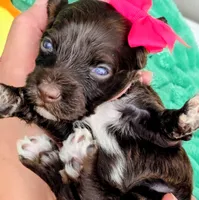 Amelia-mini, a female Portuguese Water Dog and Poodle - Miniature  for sale in Ladysmith, WI – 3 of 6